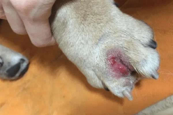 狗狗伤口发炎怎么办，情况不严重可先消毒再涂抹乳酸依沙吖啶溶液