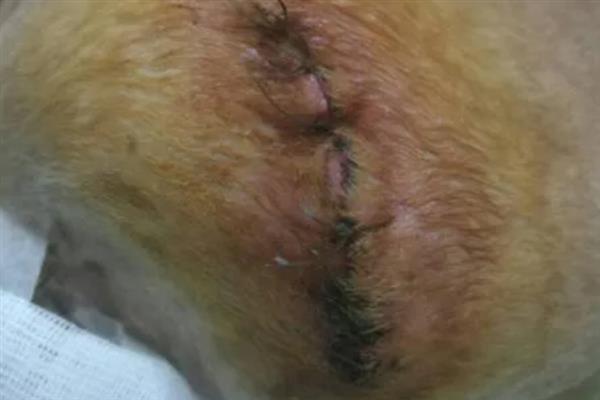 狗狗伤口发炎怎么办，情况不严重可先消毒再涂抹乳酸依沙吖啶溶液