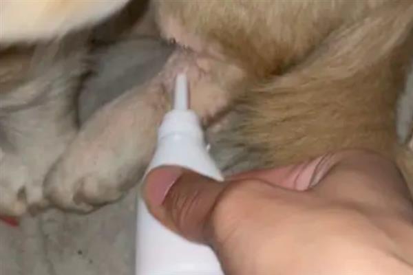 狗狗伤口发炎怎么办，情况不严重可先消毒再涂抹乳酸依沙吖啶溶液