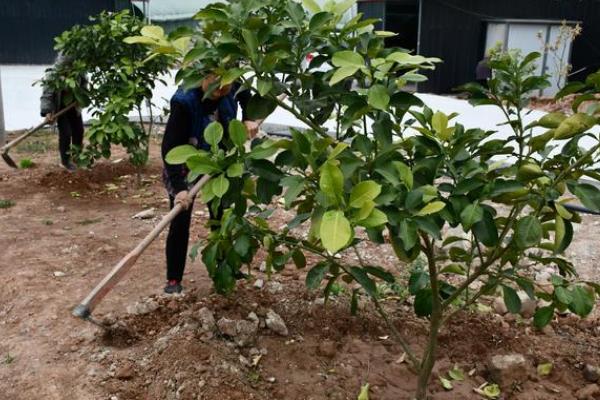 柚子树种多久可以结果，实生树通常需要8-10年
