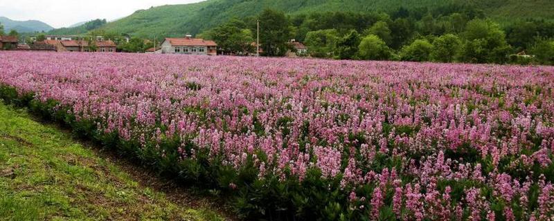 种植白鲜皮的方法，7-8月份要对移栽田增施磷钾肥