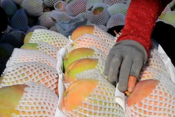 冬季芒果如何催熟，可利用水果、米缸催熟