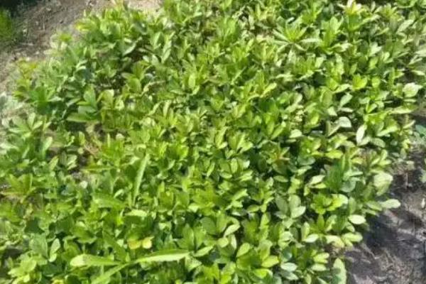 种植白鲜皮的方法，7-8月份要对移栽田增施磷钾肥