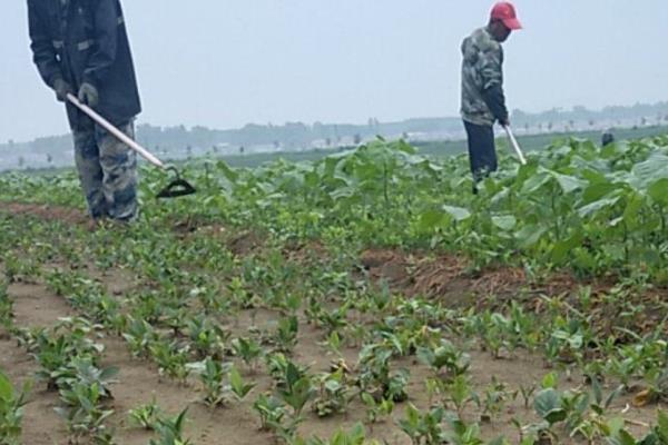 种植白鲜皮的方法，7-8月份要对移栽田增施磷钾肥