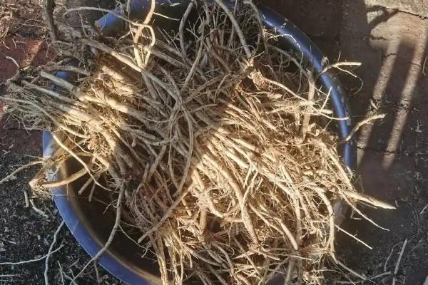 种植白鲜皮的方法，7-8月份要对移栽田增施磷钾肥