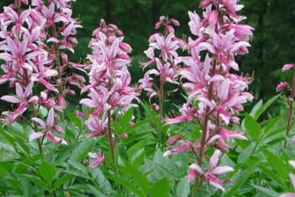 种植白鲜皮的方法，7-8月份要对移栽田增施磷钾肥