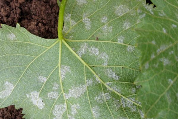 种植白鲜皮的方法，7-8月份要对移栽田增施磷钾肥