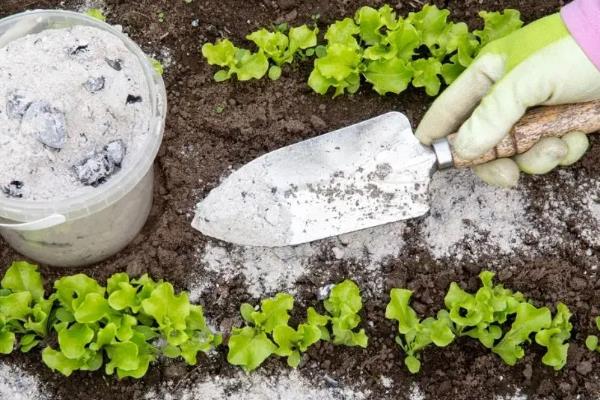 种植白鲜皮的方法，7-8月份要对移栽田增施磷钾肥