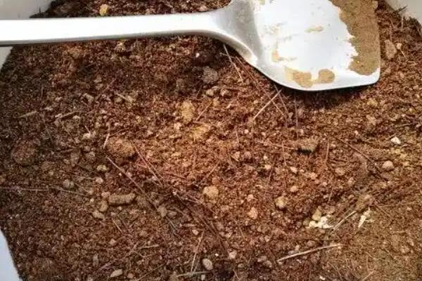 绫锦芦荟的养殖方法，用分株或扦插都可以繁殖