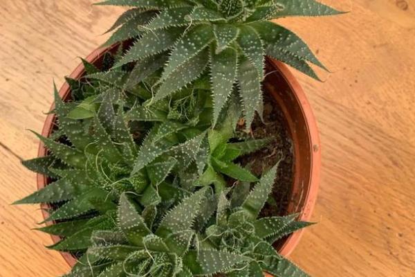 绫锦芦荟的养殖方法，用分株或扦插都可以繁殖