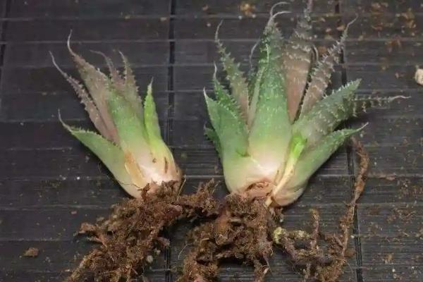 绫锦芦荟的养殖方法，用分株或扦插都可以繁殖