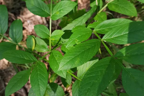 种植白鲜皮的方法，7-8月份要对移栽田增施磷钾肥