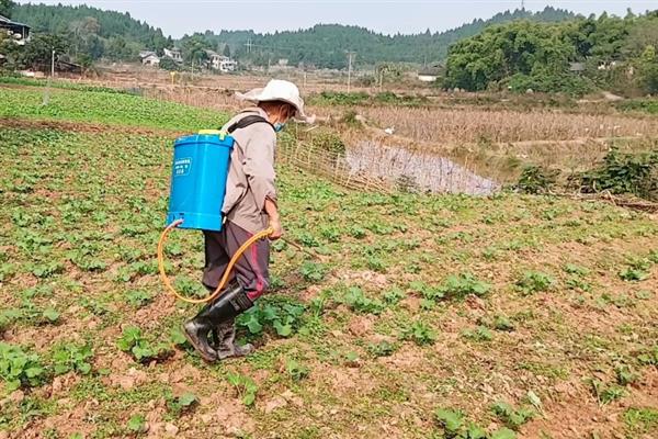油菜田的管理方法，施足基肥的同时要做好追肥