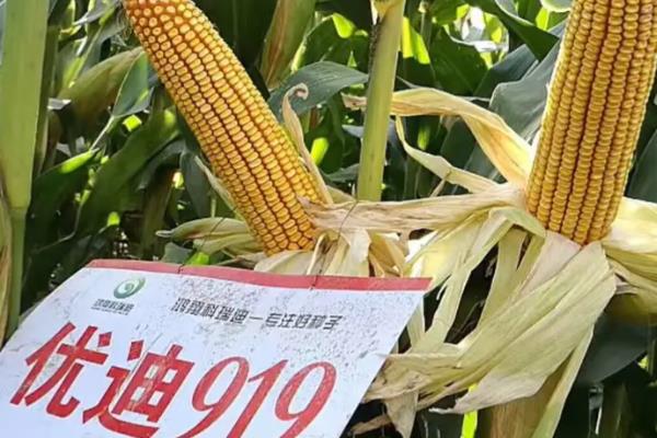 优质玉米有哪些，中单206、鲁玉13号等品种具有良好的品质