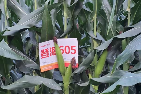 优质玉米有哪些，中单206、鲁玉13号等品种具有良好的品质
