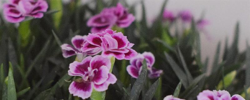 初吻花能放室内吗，植株无毒无害可以放在室内