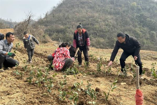 怎么种植茶树苗，开沟栽种后要轻轻踏实土壤
