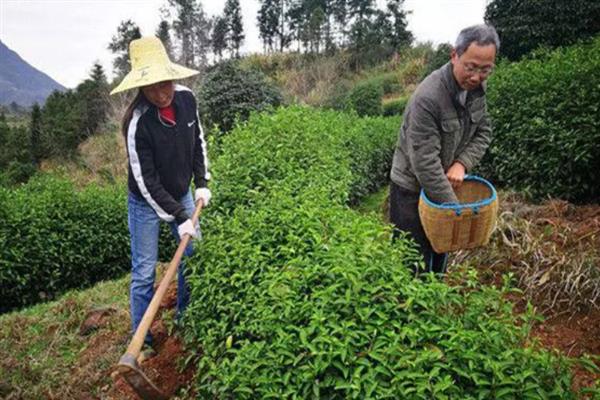 怎么种植茶树苗，开沟栽种后要轻轻踏实土壤