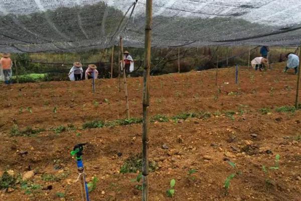 怎么种植茶树苗，开沟栽种后要轻轻踏实土壤