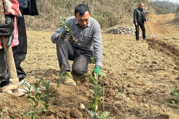 怎么种植茶树苗，开沟栽种后要轻轻踏实土壤