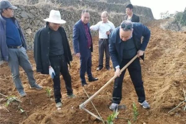 怎么种植茶树苗，开沟栽种后要轻轻踏实土壤