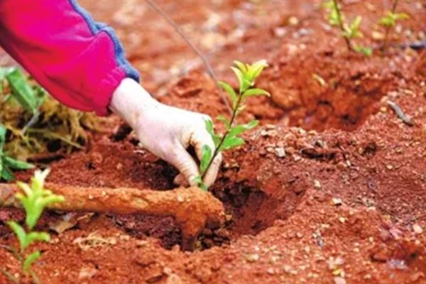 怎么种植茶树苗，开沟栽种后要轻轻踏实土壤