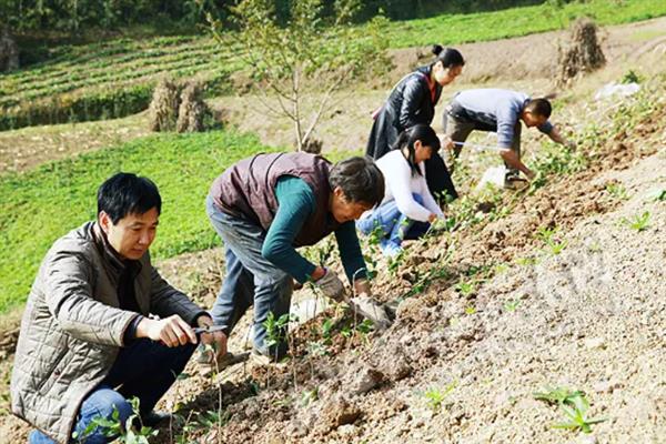 怎么种植茶树苗，开沟栽种后要轻轻踏实土壤
