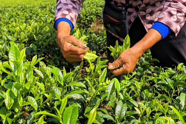 怎么种植茶树苗，开沟栽种后要轻轻踏实土壤