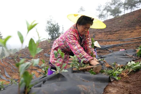 怎么种植茶树苗，开沟栽种后要轻轻踏实土壤