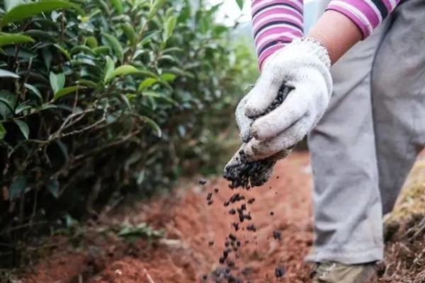 怎么种植茶树苗，开沟栽种后要轻轻踏实土壤