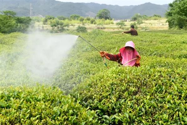 怎么种植茶树苗，开沟栽种后要轻轻踏实土壤