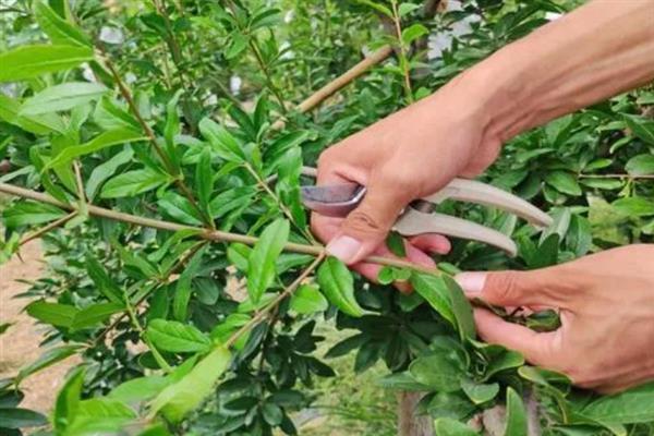 石榴的花朵从哪里开放，一般生长在当年的新梢上