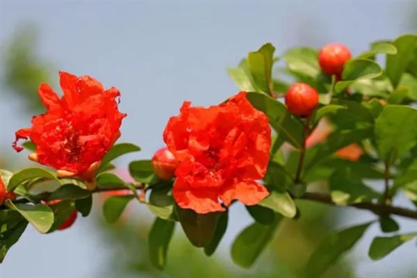 石榴的花朵从哪里开放，一般生长在当年的新梢上
