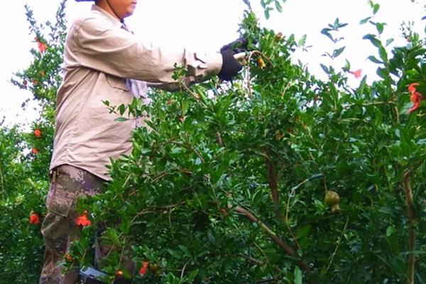 石榴的花朵从哪里开放，一般生长在当年的新梢上