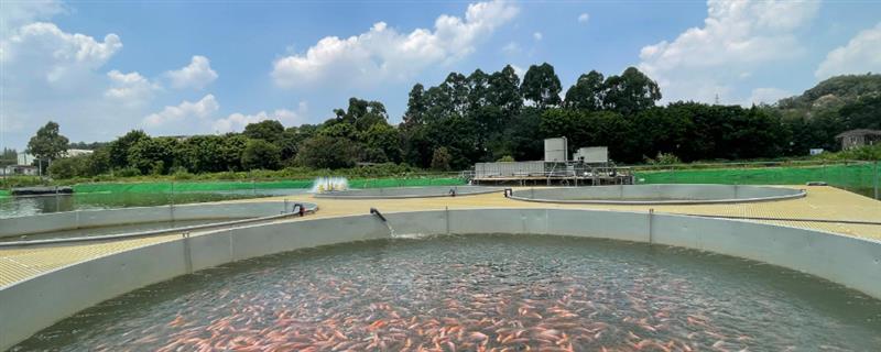 在水产养殖中过量使用阿维菌素有什么坏处，鱼类会出现神经中毒的症状