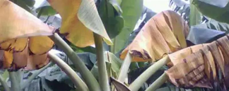 香蕉软腐病的危害特征，初期表现为叶片黄化