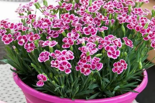 初吻花能放室内吗，植株无毒无害可以放在室内