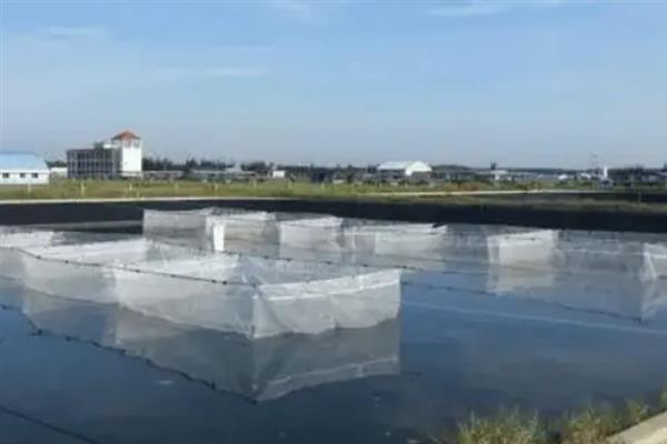 在水产养殖中过量使用阿维菌素有什么坏处，鱼类会出现神经中毒的症状