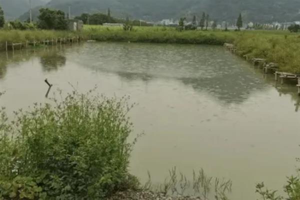 在水产养殖中过量使用阿维菌素有什么坏处，鱼类会出现神经中毒的症状