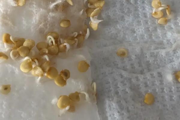 五彩甜椒如何催芽，催芽前需先挑选优质饱满的种子