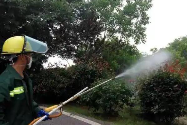 红叶石楠怎么栽培，用生根剂处理枝条后再扦插