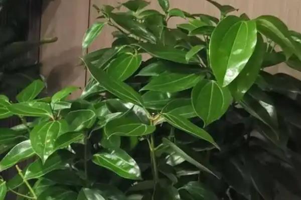 平安树老叶发黄怎么办，剪除发黄的部分可以节省养分