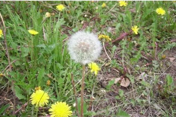 蒲公英能长多高，能长10-25cm高