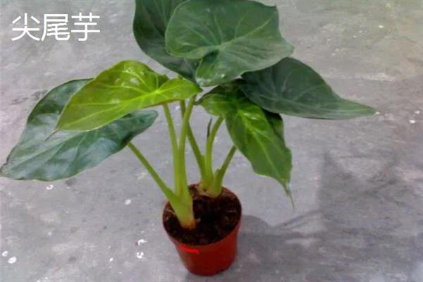 滴水观音有毒吗，汁液、叶片滴落的水珠均有毒性