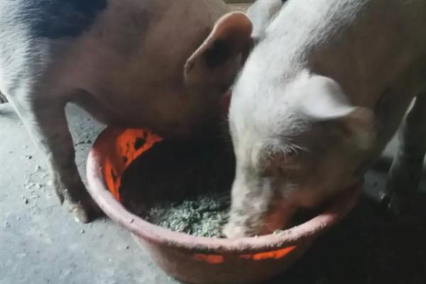 猪血虫病怎么治疗，注射贝尼尔等药物具有疗效