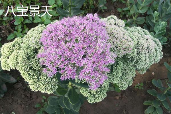 景天科多肉植物的种类，常见八宝景天、月兔耳、姬星美人等品种