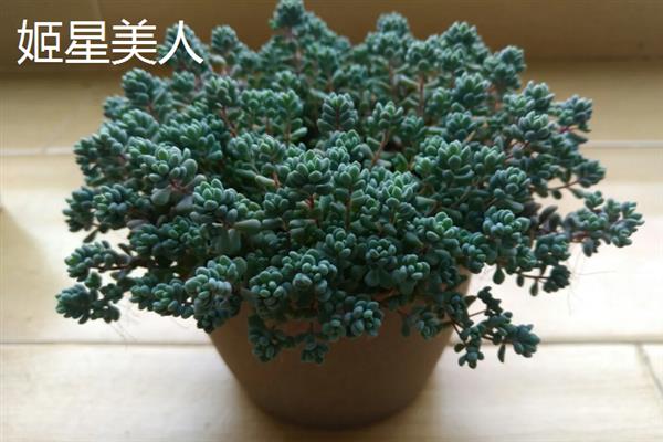 景天科多肉植物的种类，常见八宝景天、月兔耳、姬星美人等品种