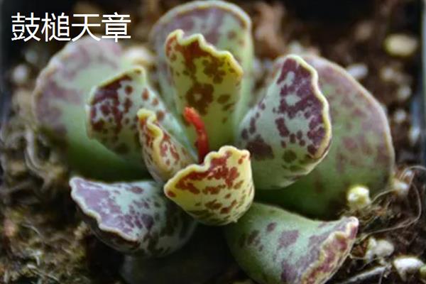 景天科多肉植物的种类，常见八宝景天、月兔耳、姬星美人等品种