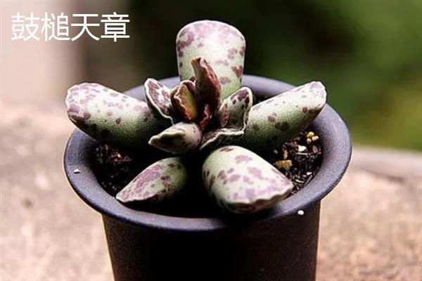 景天科多肉植物的种类，常见八宝景天、月兔耳、姬星美人等品种