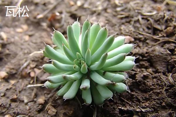 景天科多肉植物的种类，常见八宝景天、月兔耳、姬星美人等品种